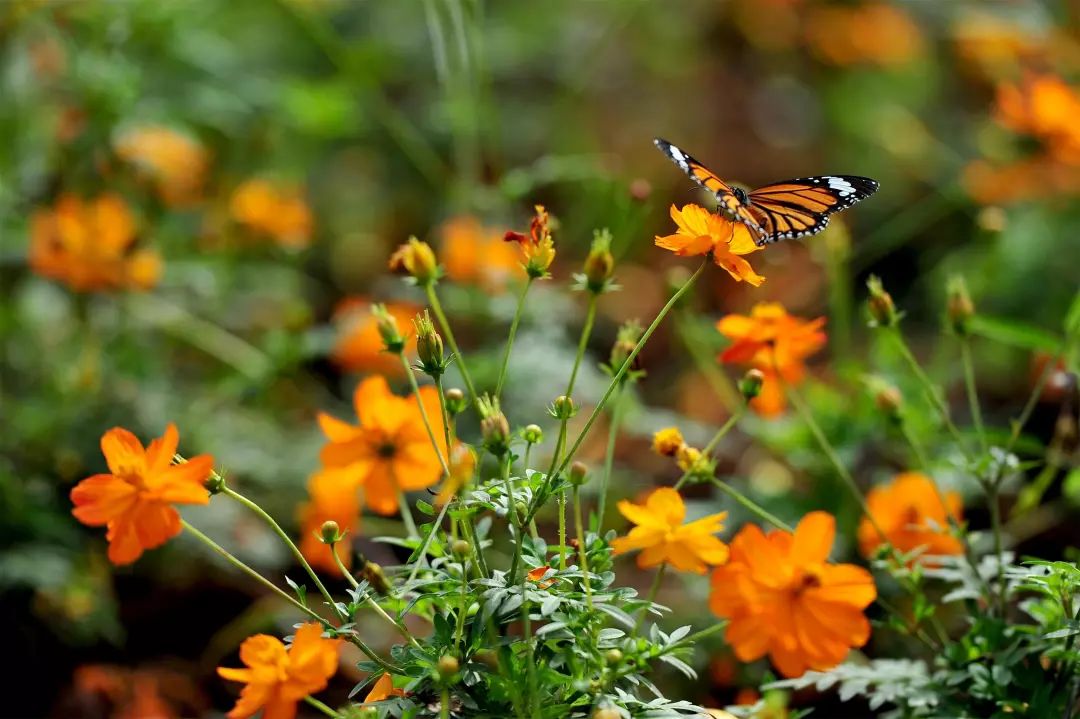 微信图片_20200527101642.jpg 微信图片_20200527101642.jpg