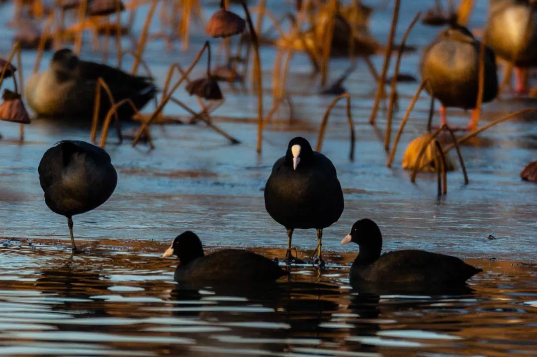 微信图片_20200609150005.jpg 微信图片_20200609150005.jpg