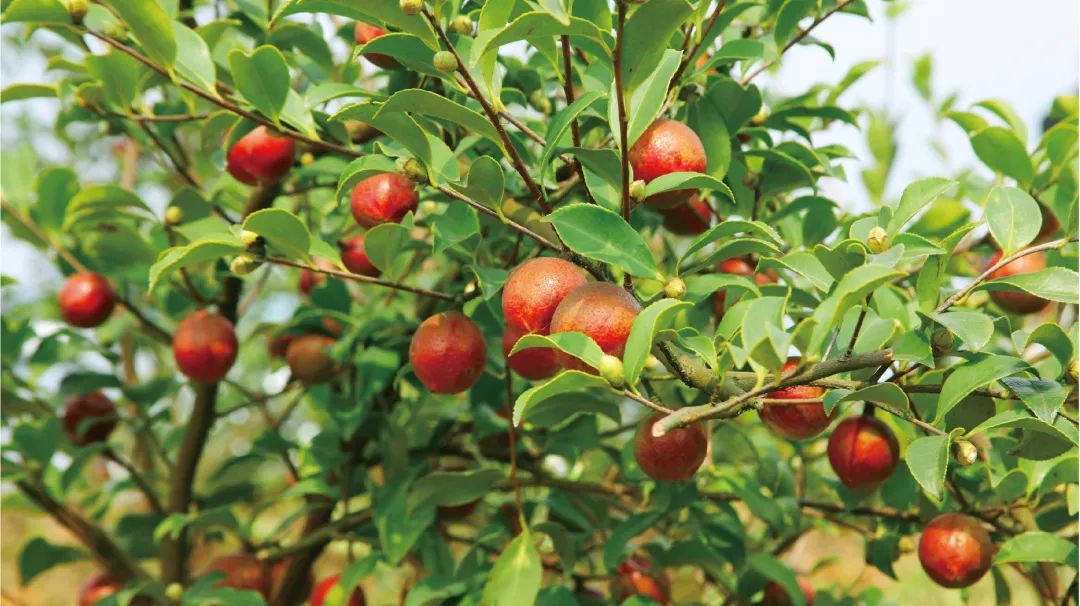 助农脱贫 | tyc5997太阳集团用小茶果撬动大经济