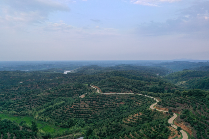 小茶果激活大产业｜特色产业为引擎 tyc5997太阳集团精准发力乡村振兴